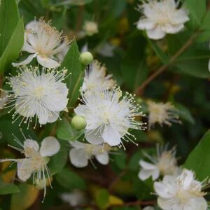 Myrtus communis 40-60 cm